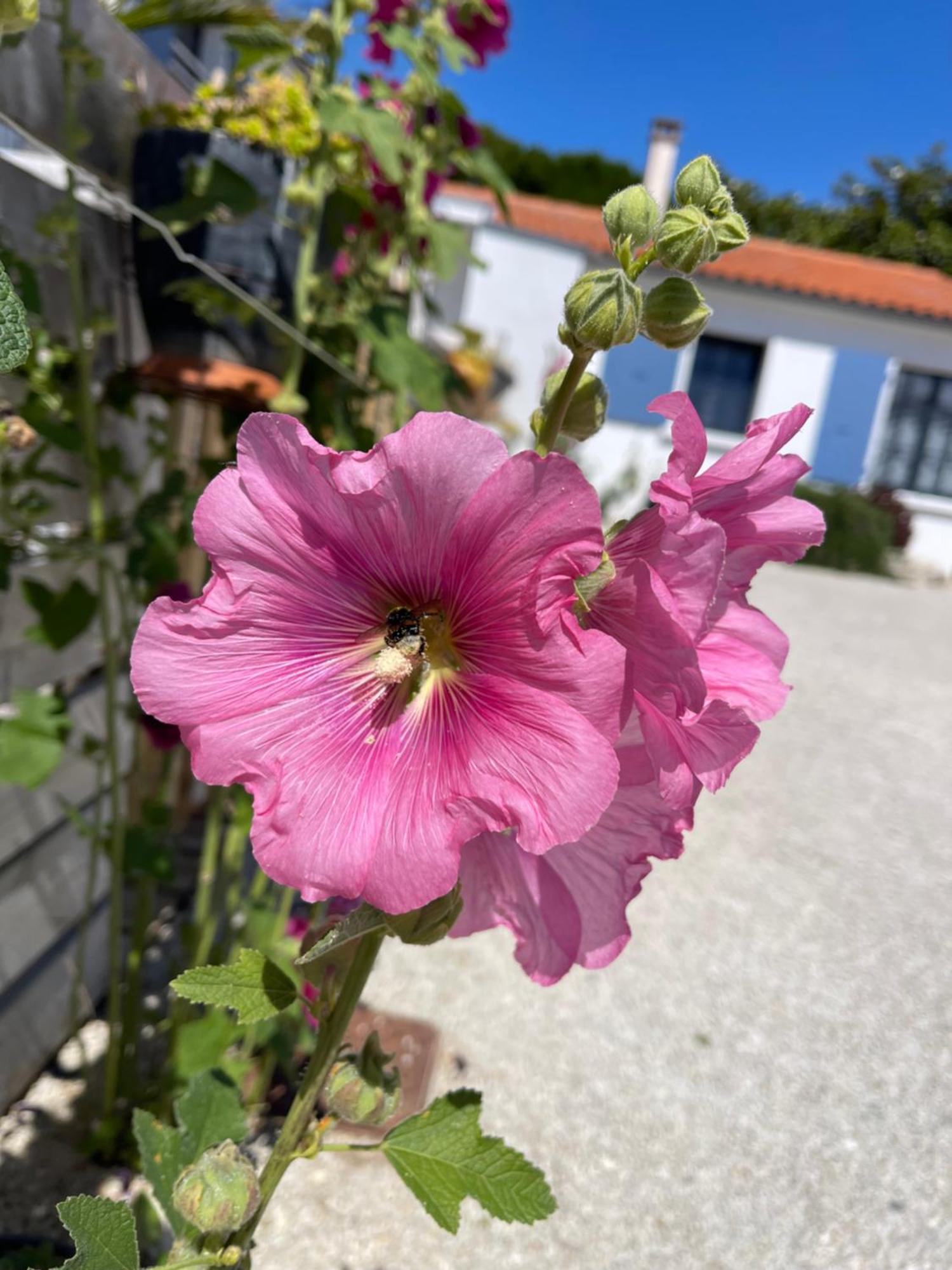 Clos Des Aigrettes -6 Gites De Charme Et Confort A 30M Du Port De La Cotinière Εξωτερικό φωτογραφία